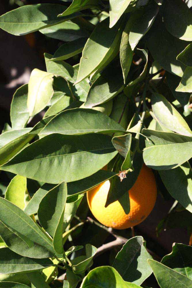            Sun leaves (Palmer, Riverside, CA)   